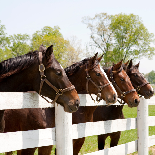 Equine & Cattle Card