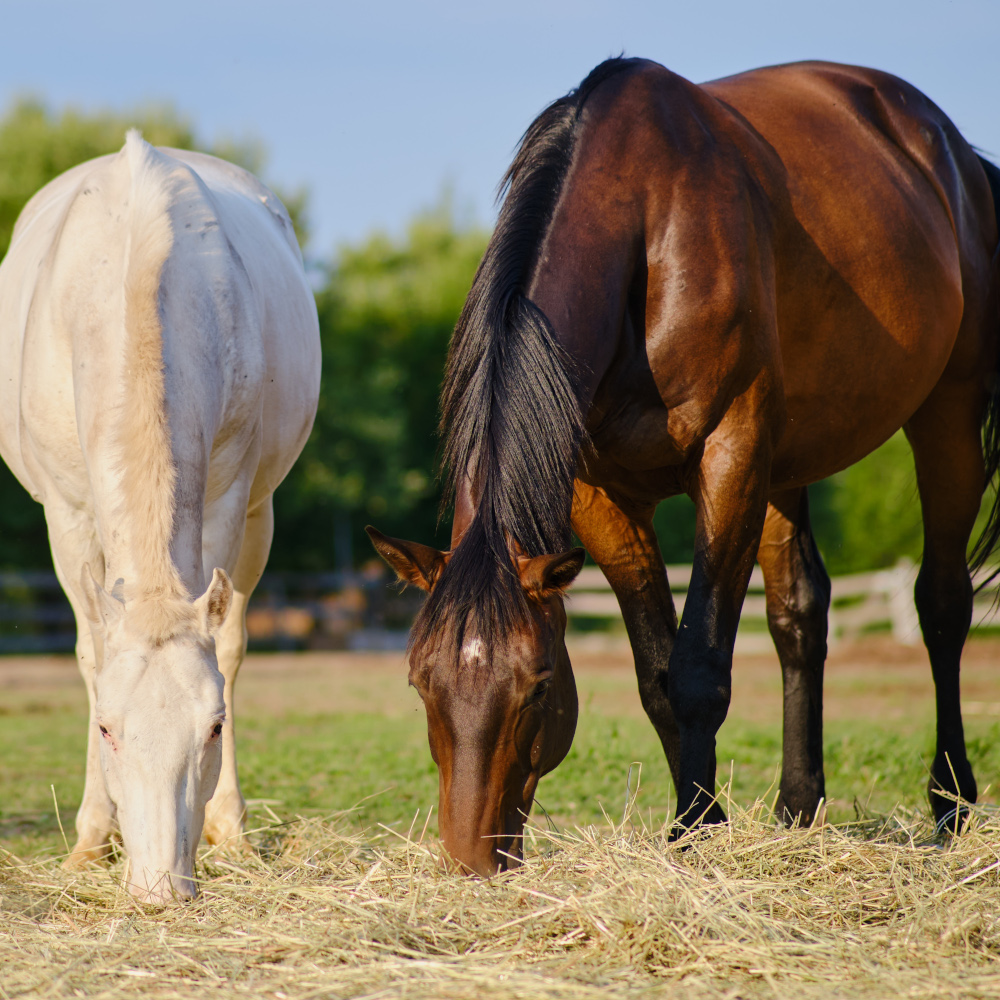 Two horses eat hay